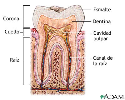 Anatom&iacute;a de los dientes