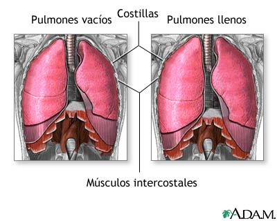 Respiraci&oacute;n