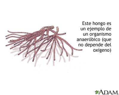 Organismo anaer&oacute;bico
