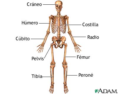 Anatom&iacute;a esquel&eacute;tica anterior