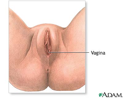 Anatom&iacute;a perineal femenina