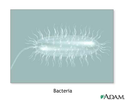 Bacterias