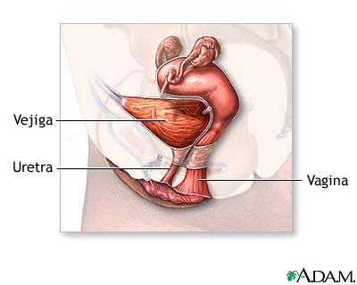 Anatom&iacute;a del sistema reproductor femenino (sagital medial)