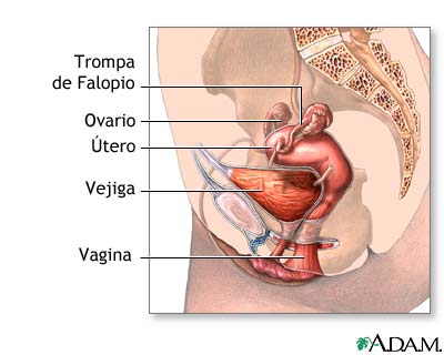 Anatom&iacute;a femenina normal