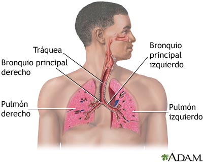 Sistema respiratorio