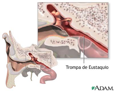 Anatom&iacute;a de la trompa de Eustaquio