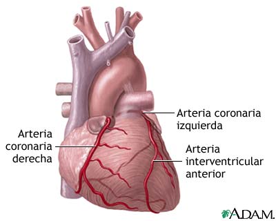 Arterias card&iacute;acas anteriores