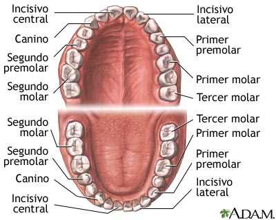 Anatom&iacute;a dental