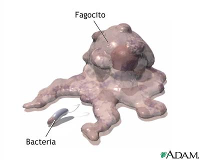 Fagocitosis