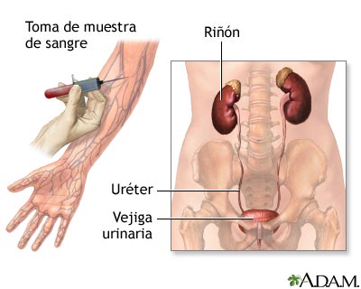 Ex&aacute;menes de la funci&oacute;n renal