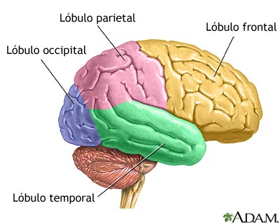 L&oacute;bulos del cerebro