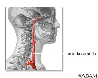 Anatom&iacute;a de la arteria car&oacute;tida