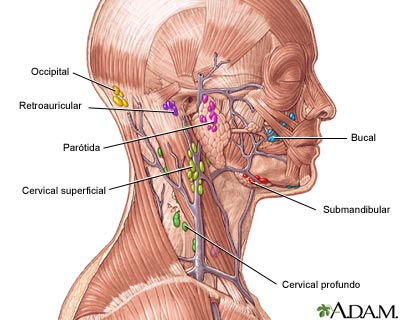 Tejido linf&aacute;tico en la cabeza y el cuello