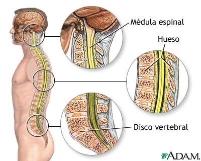 Anatom&iacute;a de la columna vertebral