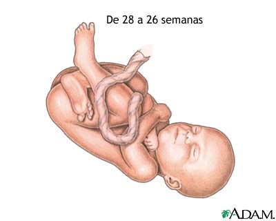 Feto de 26 a 30 semanas