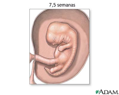 Feto de 7,5 semanas