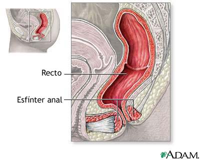 Anatom&iacute;a del esf&iacute;nter anal