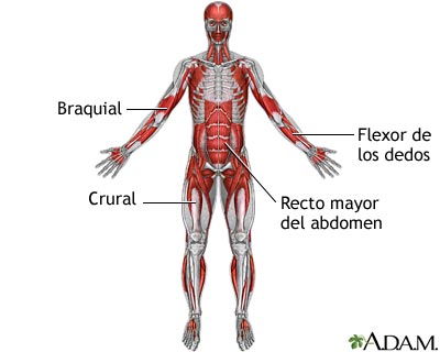 M&uacute;sculos profundos anteriores