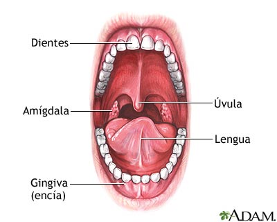 Anatom&iacute;a oral