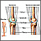 Articulaci&oacute;n de la rodilla